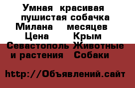 Умная, красивая, пушистая собачка Милана. 5 месяцев › Цена ­ 1 - Крым, Севастополь Животные и растения » Собаки   